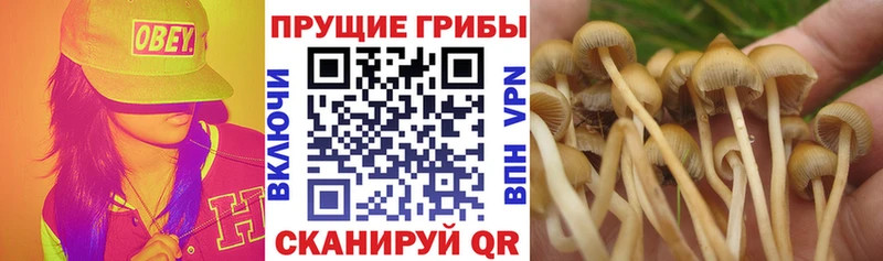 сайты даркнета клад Вилючинск Псилоцибиновые грибы Psilocybe купить цена